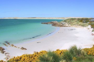 Gypsy Cove in the Falklands