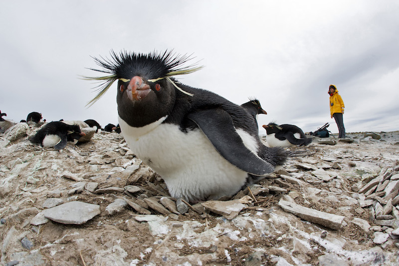 Rockhopper penguins on sea lion island