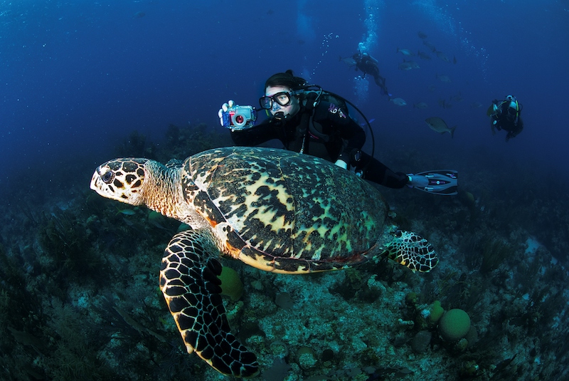 Diving, belize barrier reef, best things to do in belize