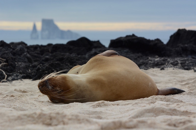 galapagos sea lion best adventures in the Americas