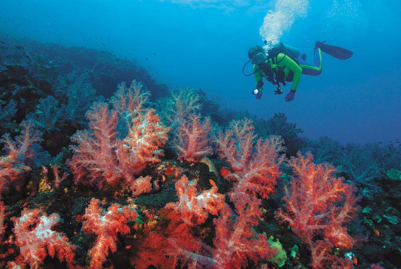 Diver exploring vivid soft coral trees on steep submarine wall.