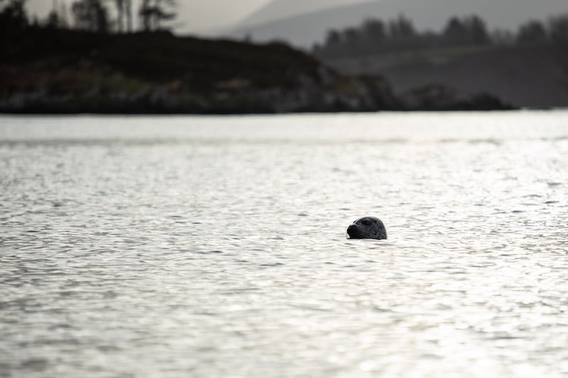 A glimpse of a seal in ireland