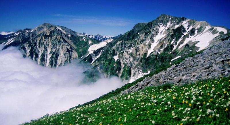 Wildflowers on the slopes of Mount Shirouma in the Hakuba, one of the best regions to go hiking in Japan