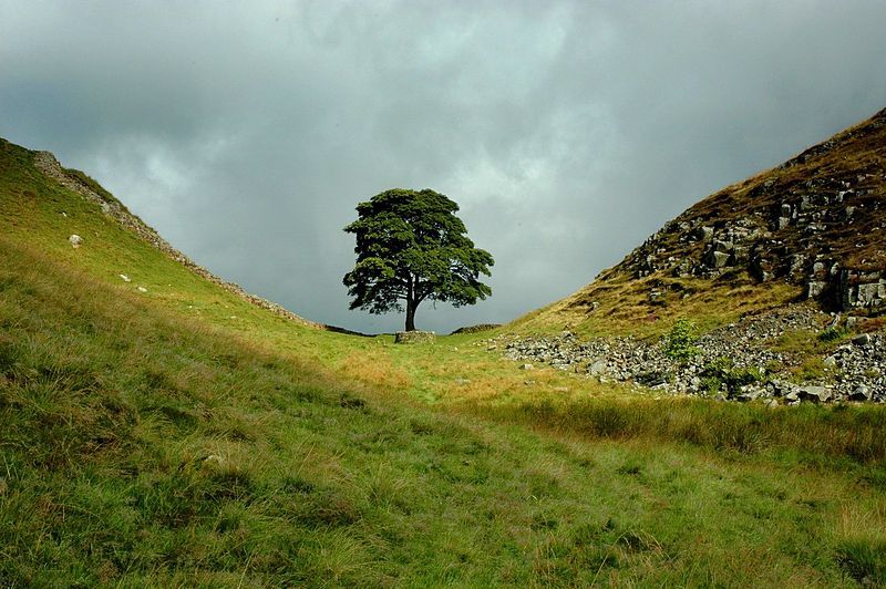 Sycamore Gap on Hadrians wall long-distance hikes in the UK