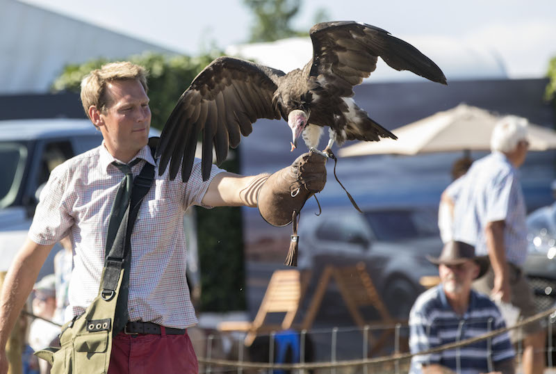 Falconry display at Countryfile Live