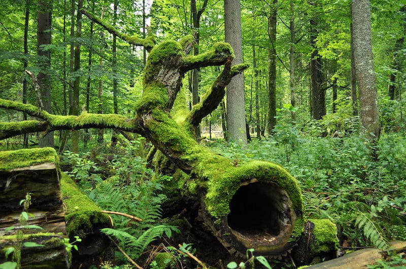 Bialowieza National Park, oldest forest in Europe, best things to do in Poland
