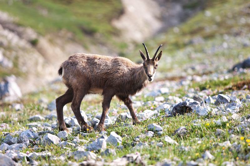 A chamois in the mountains of Switzerland