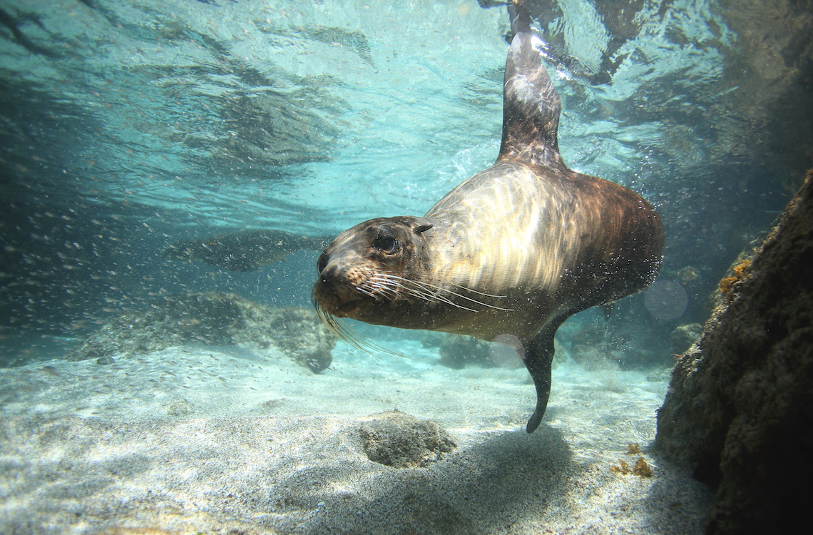 Sea lion underwater, Galapagos Islands, best tours to go on in 2020