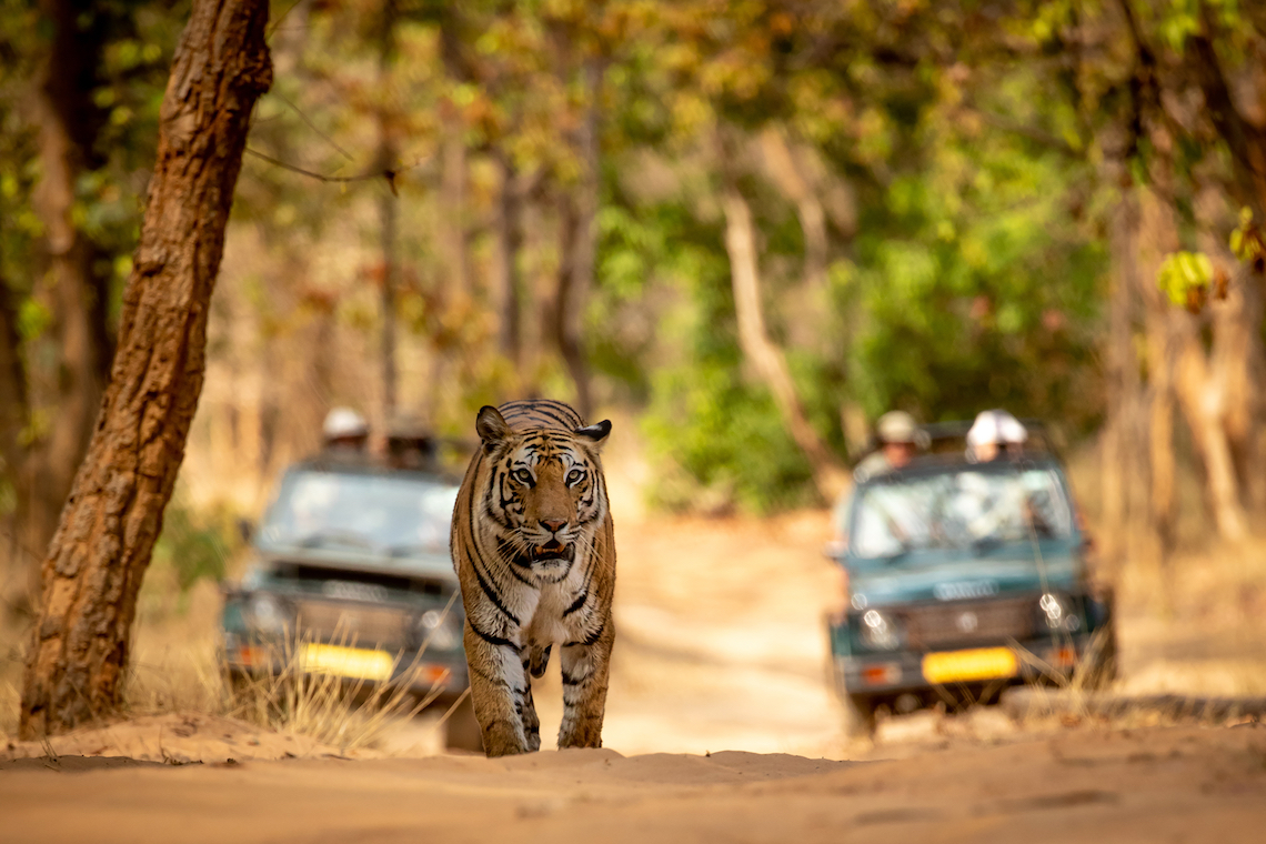 India tiger best tours to go on in 2020