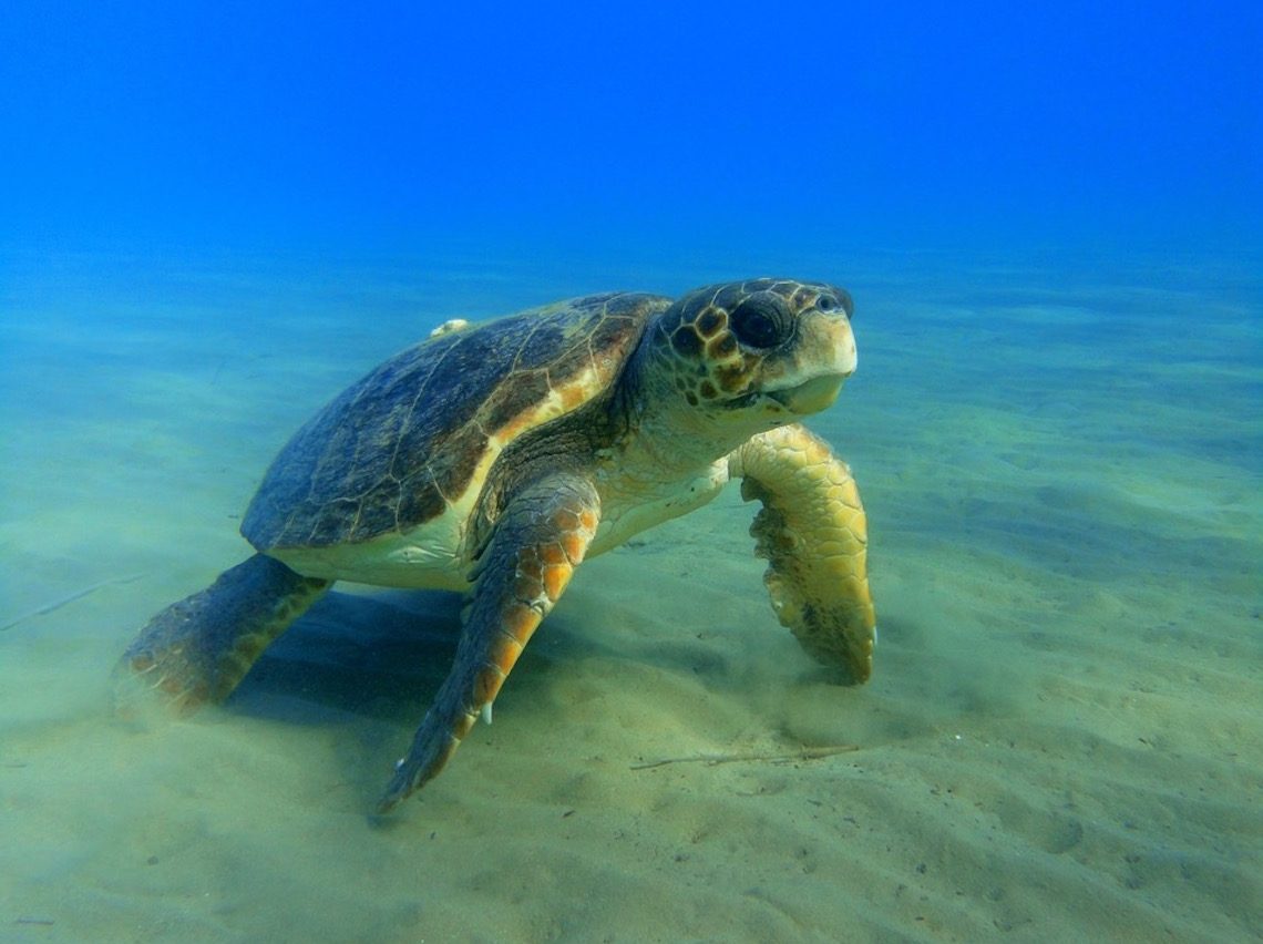 sea turtle in Zante 