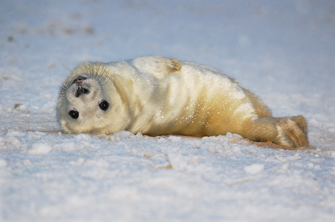 Baby seal on the beach in Cornwall