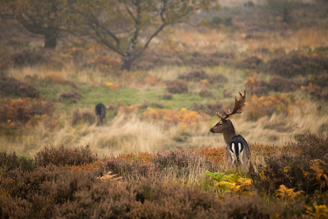 autumn photography deer