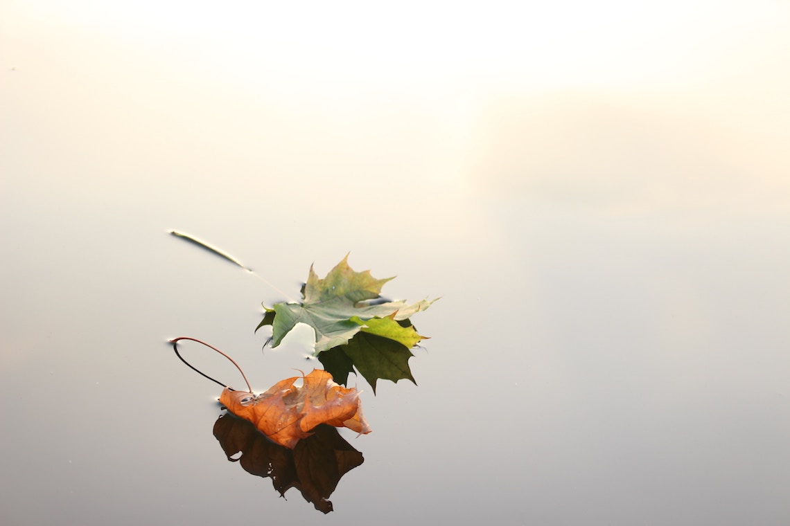 leaf on water autumn photography