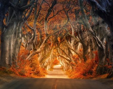 Autumn Photography trees light