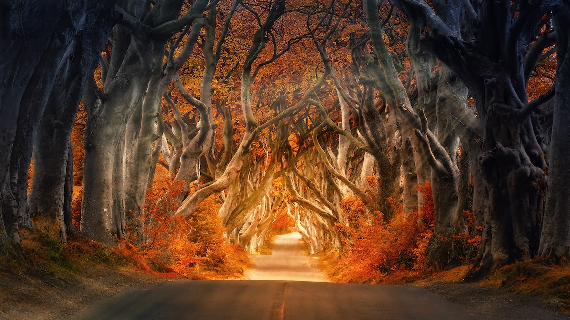 Autumn Photography trees light
