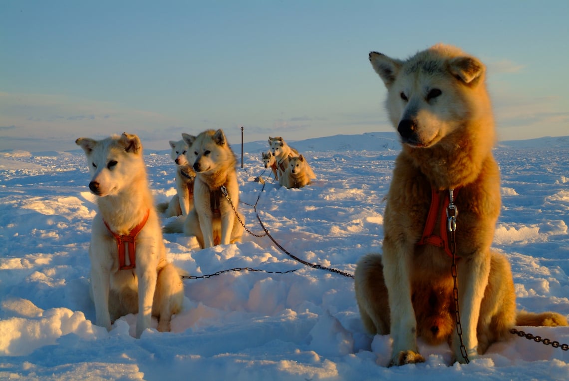 Dog sledding in East Greenland