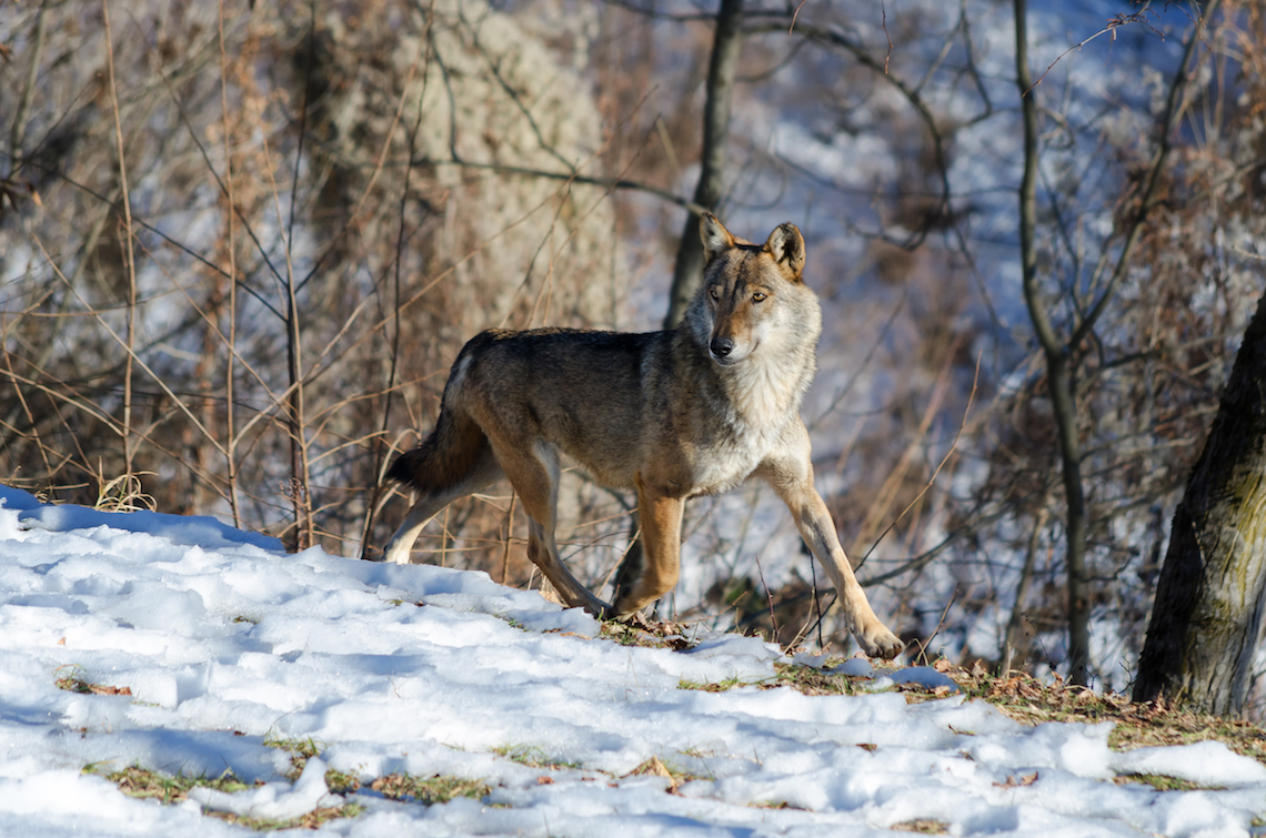 Wolf tracking in Abruzzo