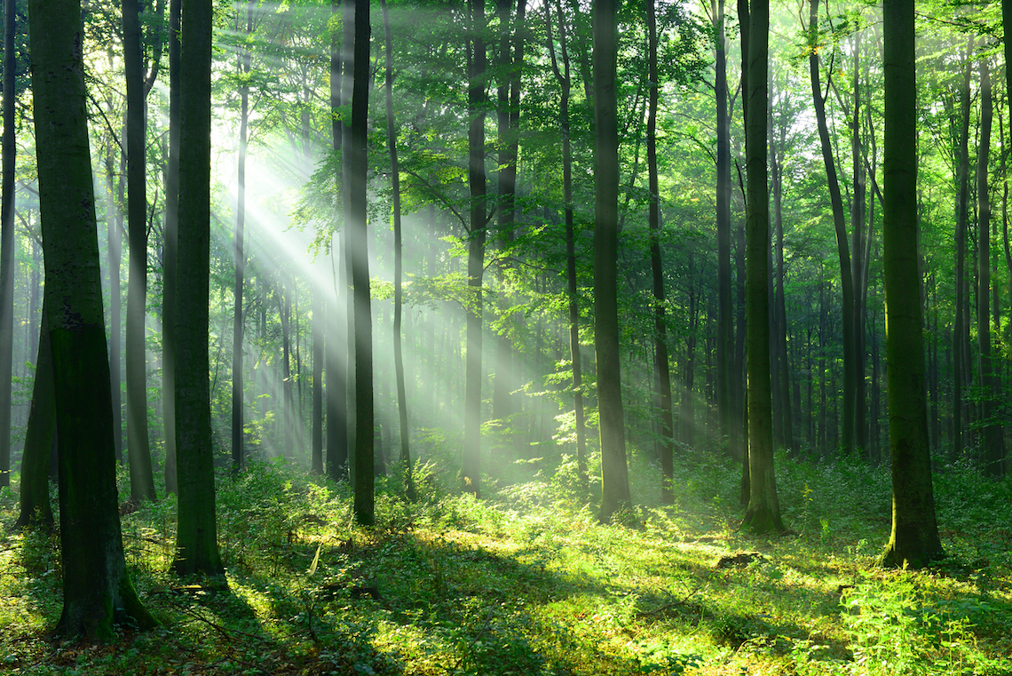 forest bathing in the Italian Dolomites