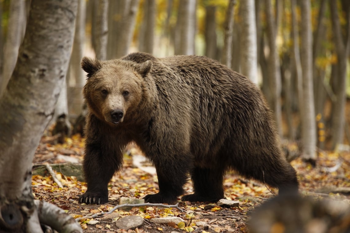 brown bear best places in Greece for wildlife