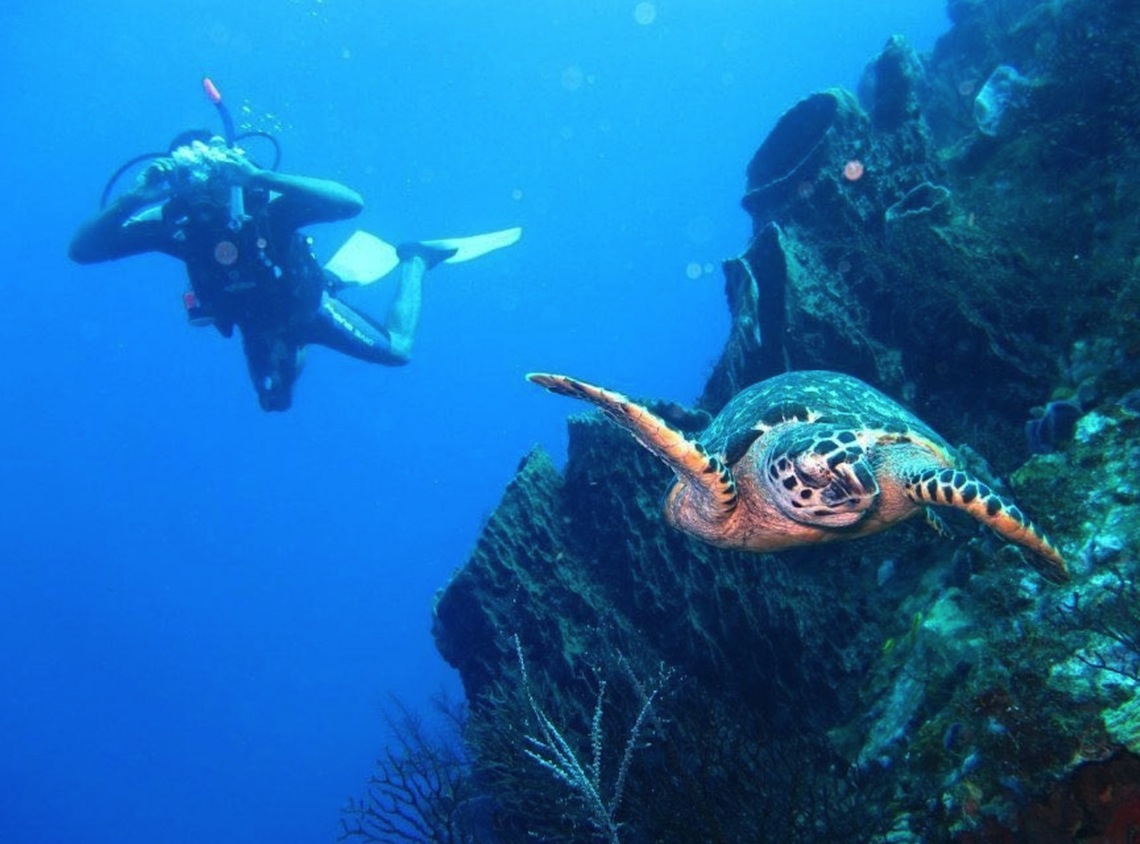 diving with a turtle in Dominica