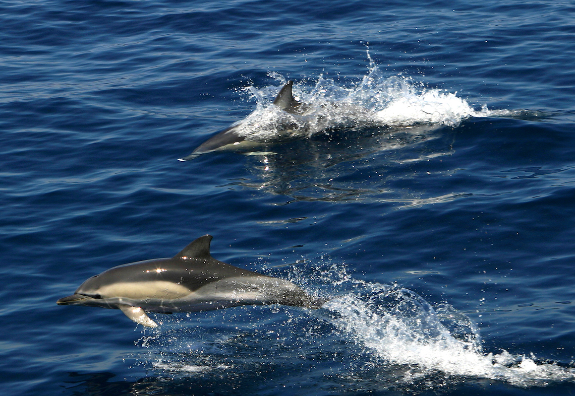 Dolphins at alonissos marine park best places in Greece for wildlife