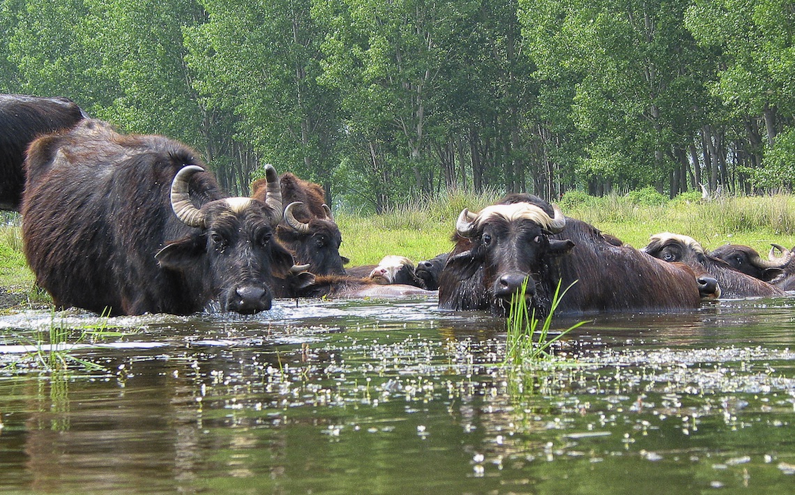 Buffallos at Kerkini best places in greece for wildlife