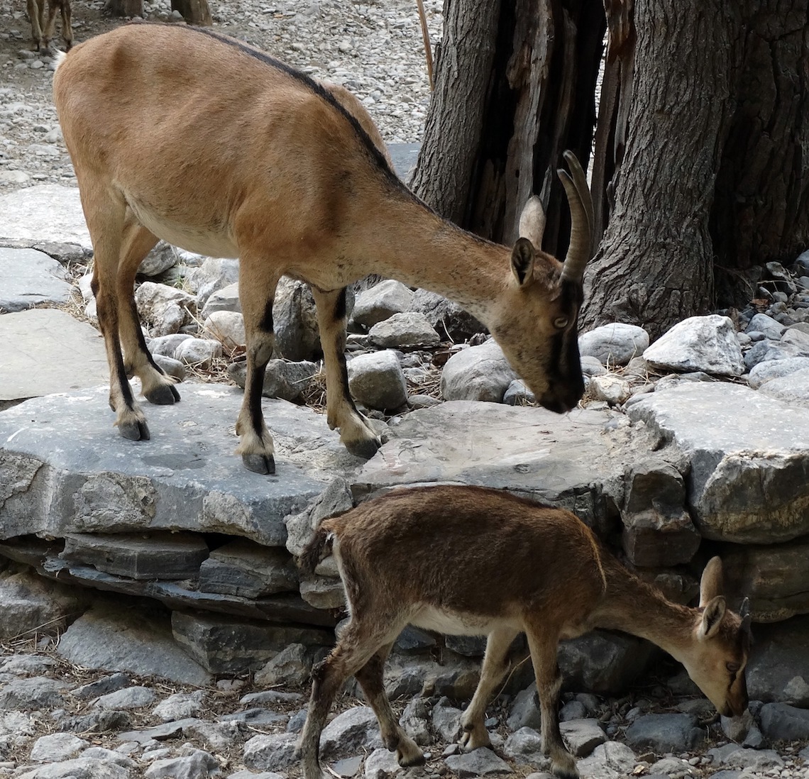 krikri in samaria gorge