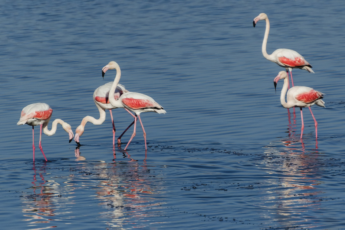 Flamingos in Lake Vistonida, one of the best places in Greece for wildlife