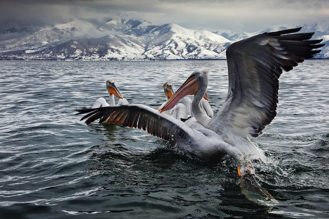 pelicans prespa best places in greece for wildlife