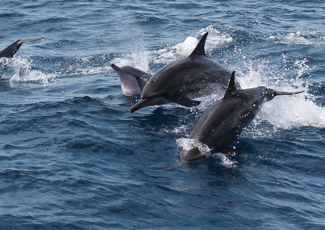 Dolphins in Dominica