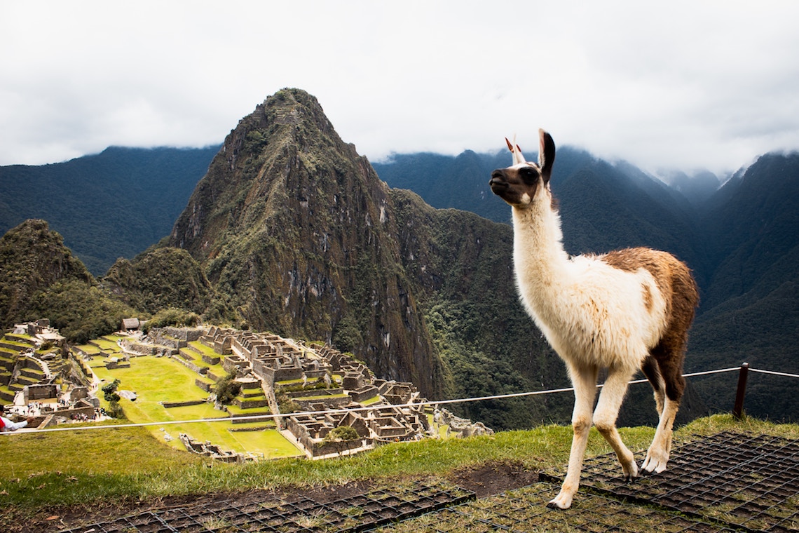 Llama in Machu Picchu