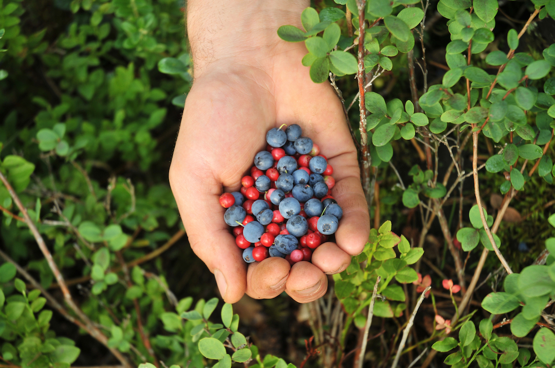 Forest foraging handful of berries - best things to do in Latvia
