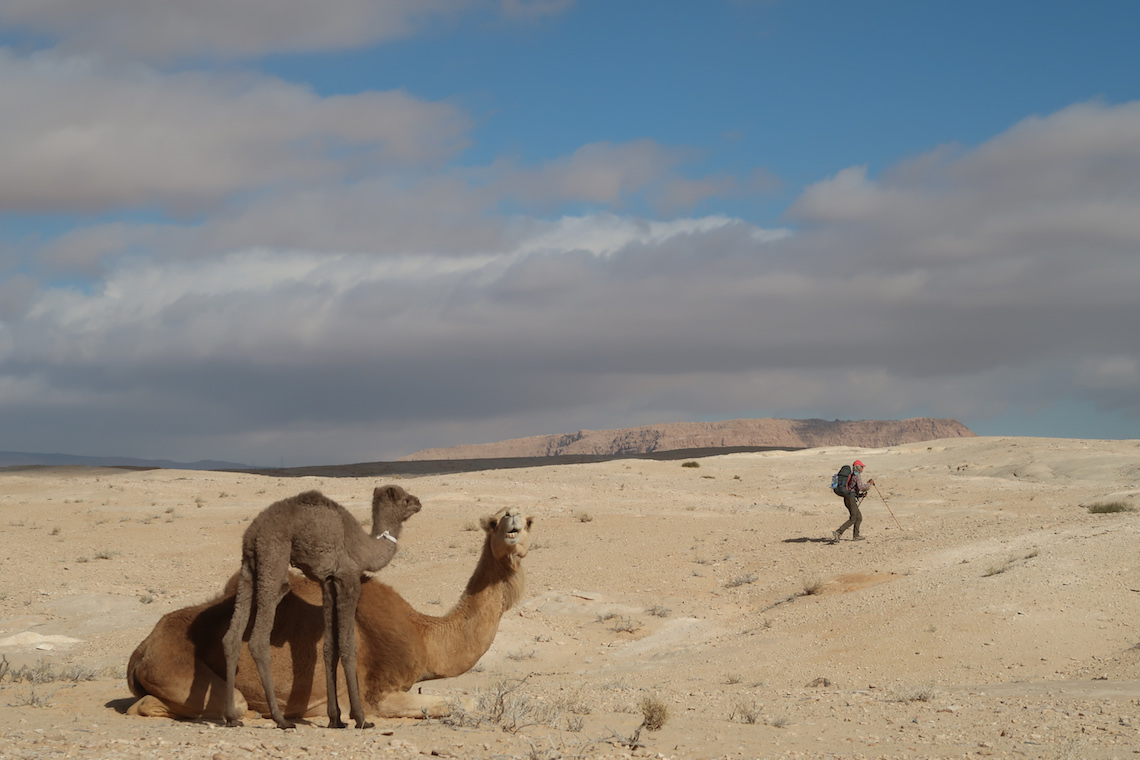 camels in the desert on the Jordan Trail