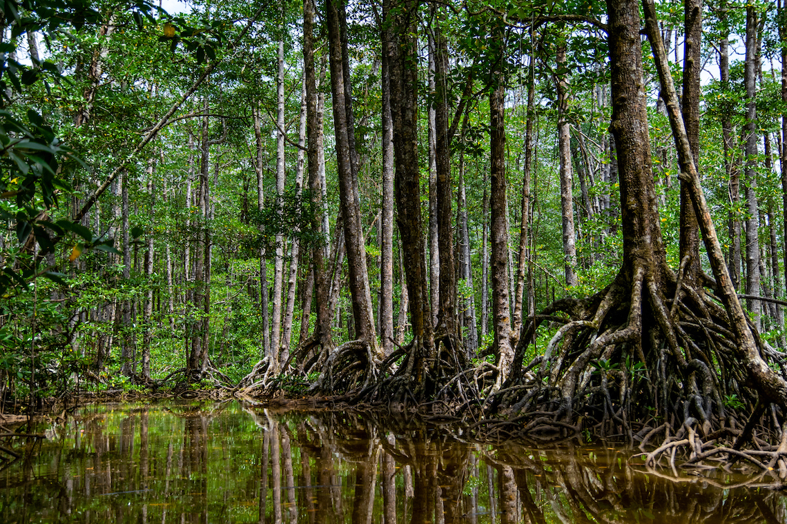 Mangrove Rehabilitation - Volunteering in the Philippines