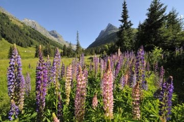 St Anton am Arlberg in summer with lupins in bloom