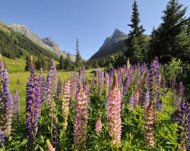 St Anton am Arlberg in summer with lupins in bloom