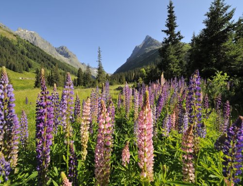 Why St Anton am Arlberg makes the perfect summer adventure destination