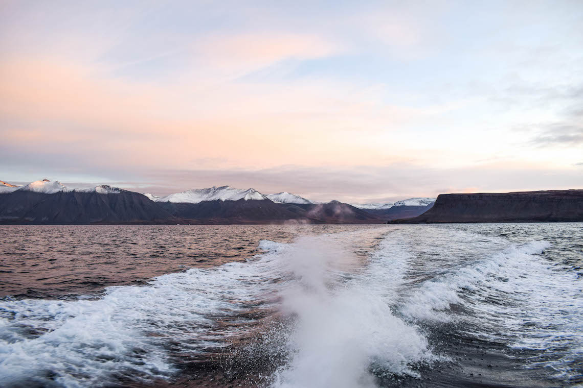 Whale watching in the Westfjords