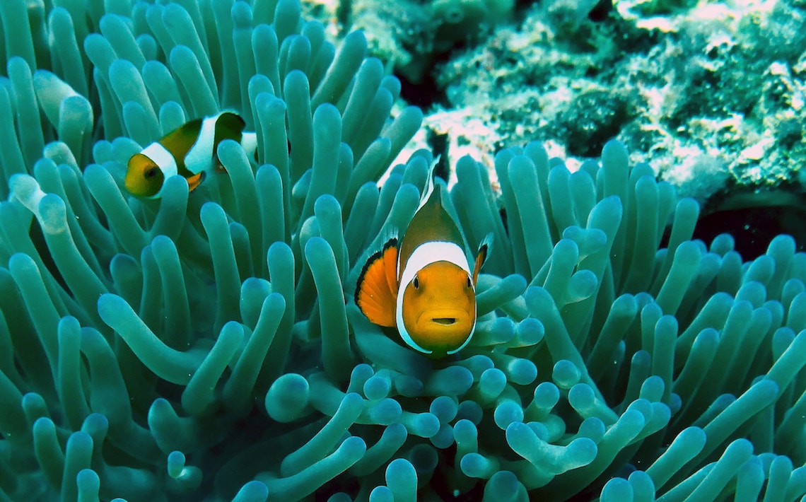 Clown Fish during Marine Monitoring - Volunteering in the Philippines