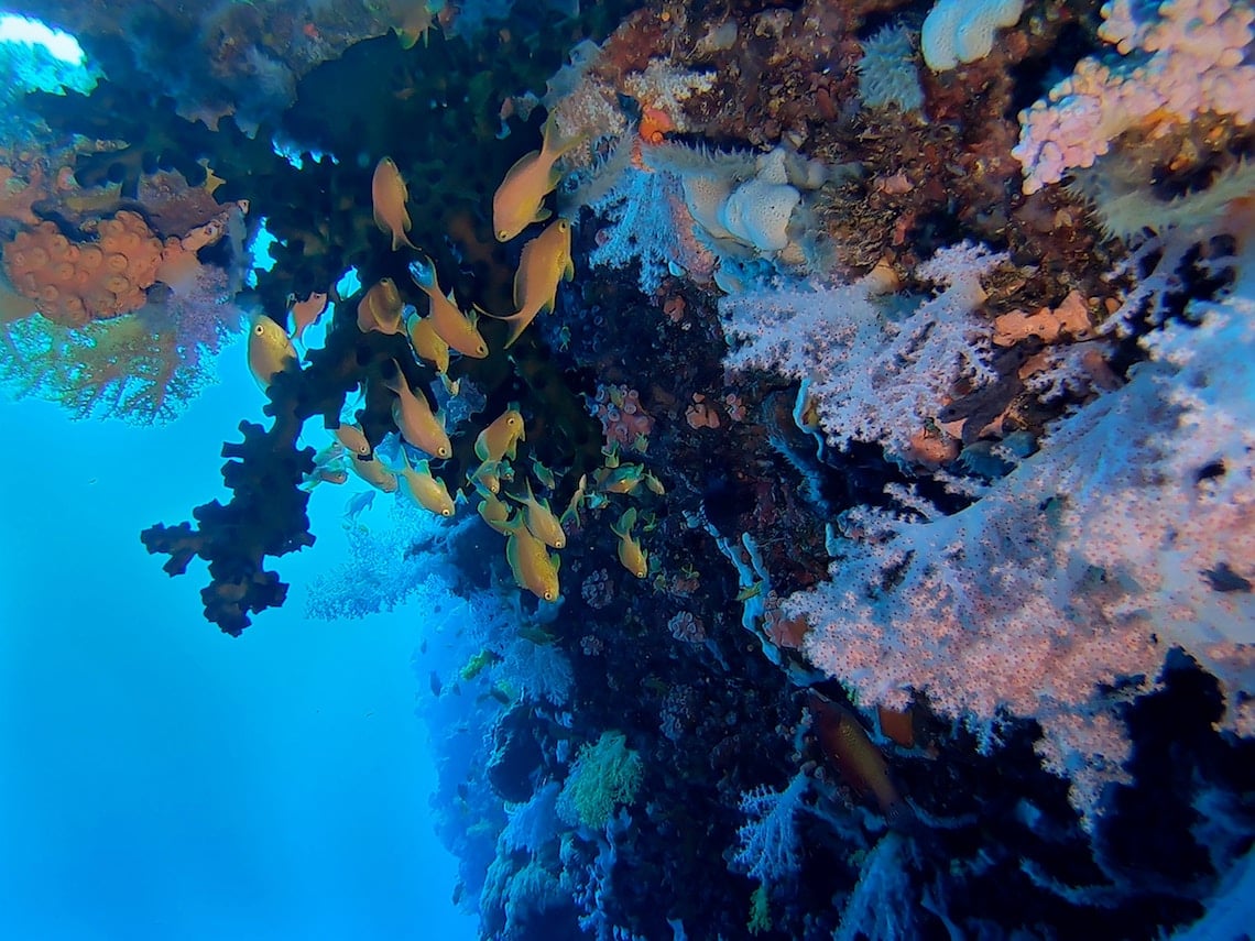 coral reef conservation volunteering in the philippines