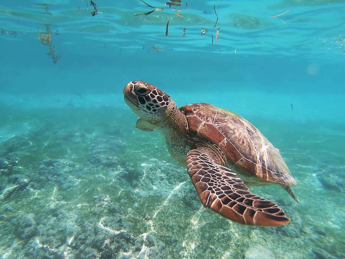 Sea turtle in the philippines