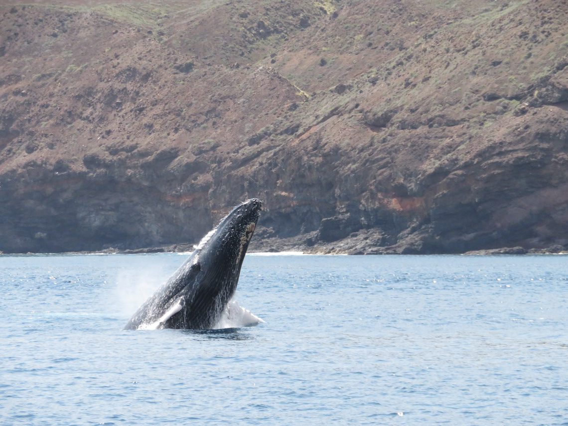 humpback whales in St Helena