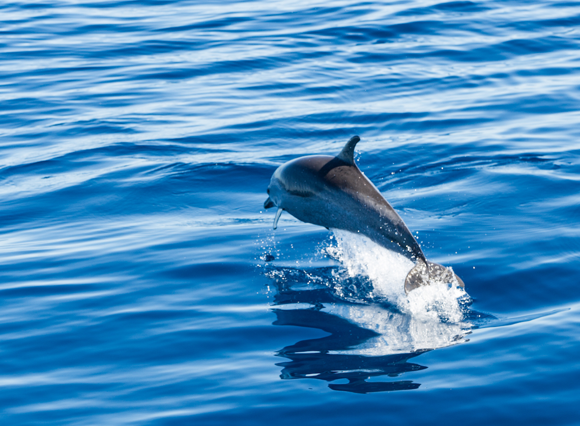 Dolphin spotting in St Helena