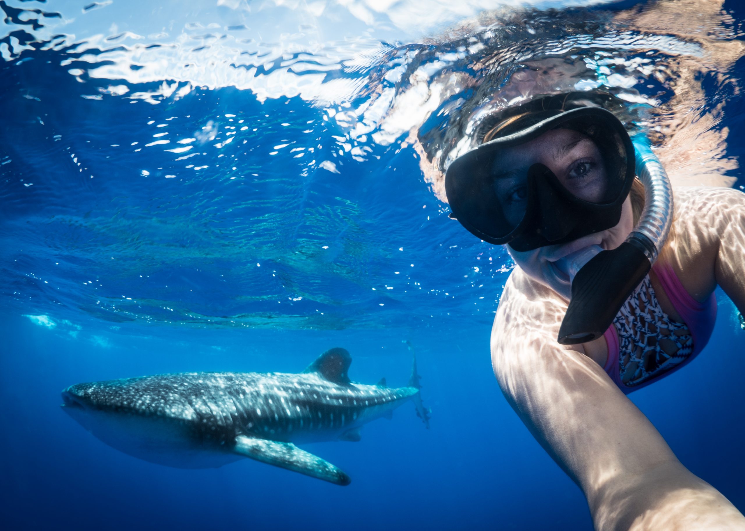 Snorkelling with whale sharks