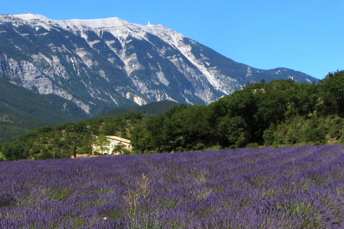 lavendar fields around Mont Ventoux