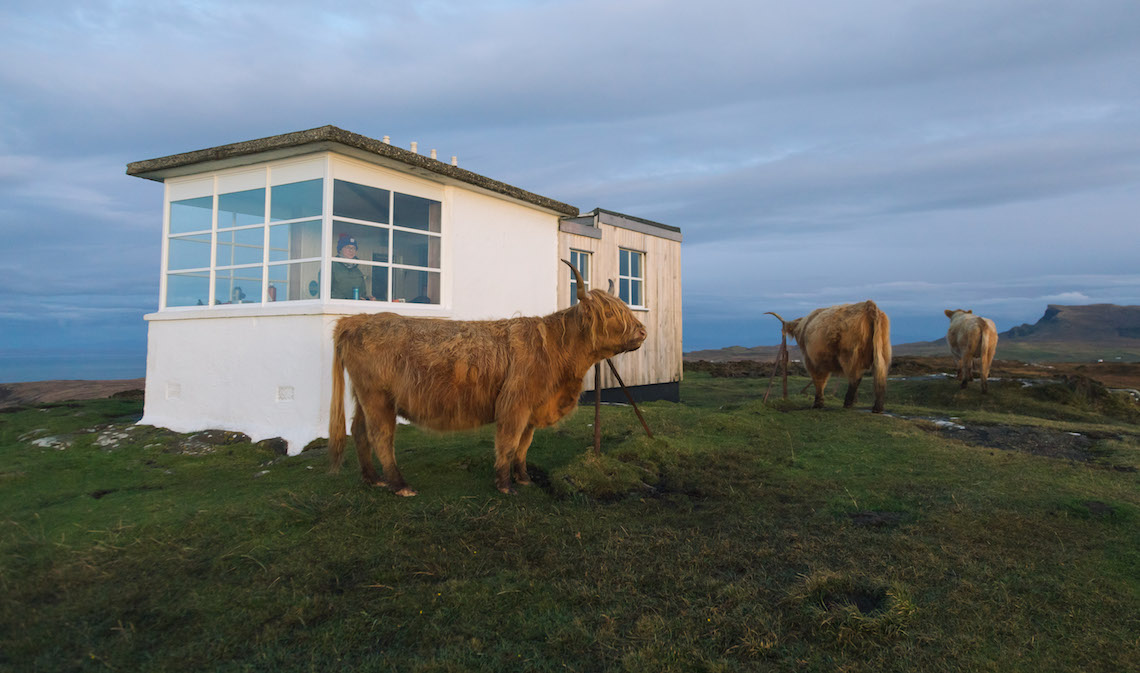 Highland Cows on the skye Trail