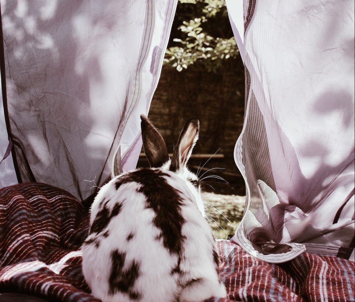 A rabbit in a tent in the garden