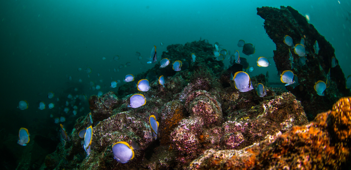 st helena diving