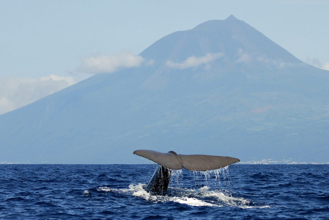 Whale watching Azores