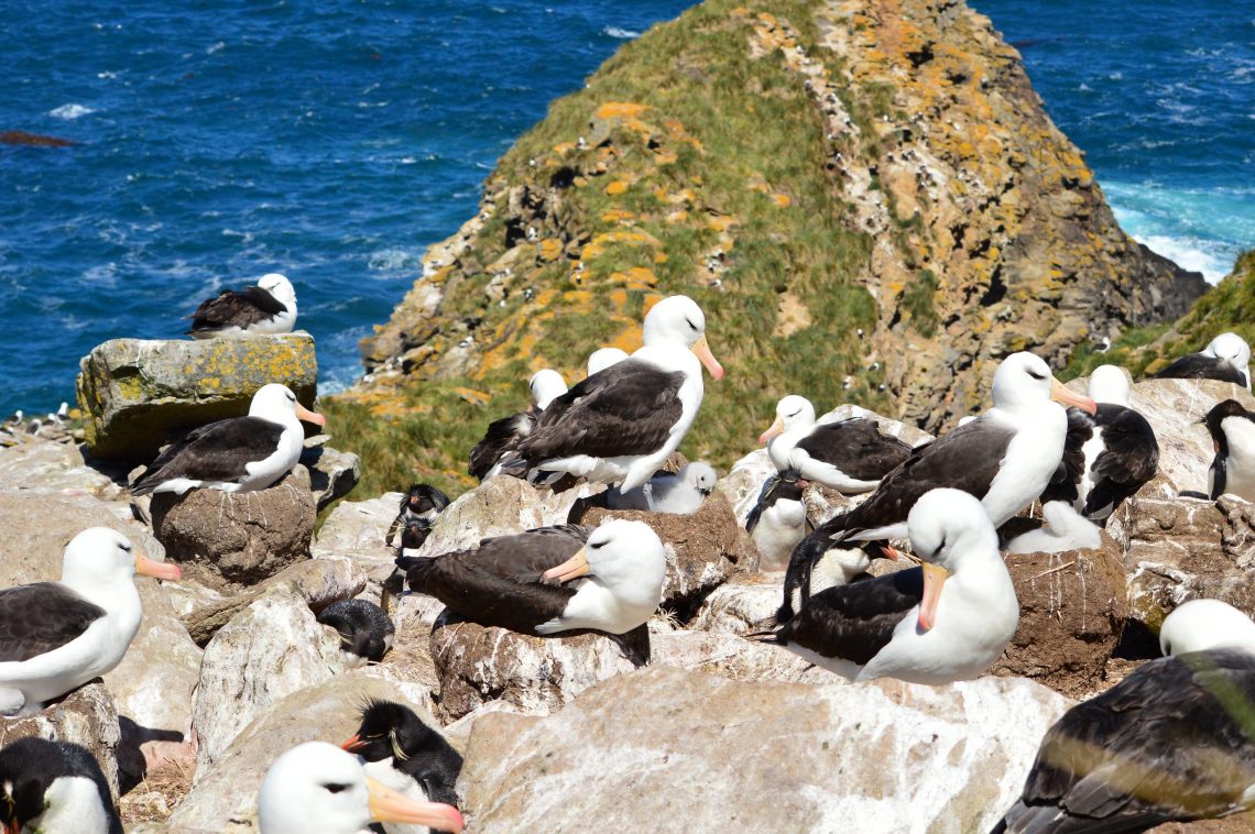 Black Browed Albatross Falklands